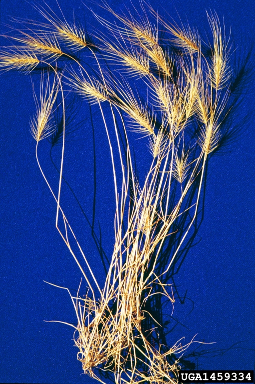 Detecting Invasive Species Medusahead CropWatch University Of   Medusahead Plant 